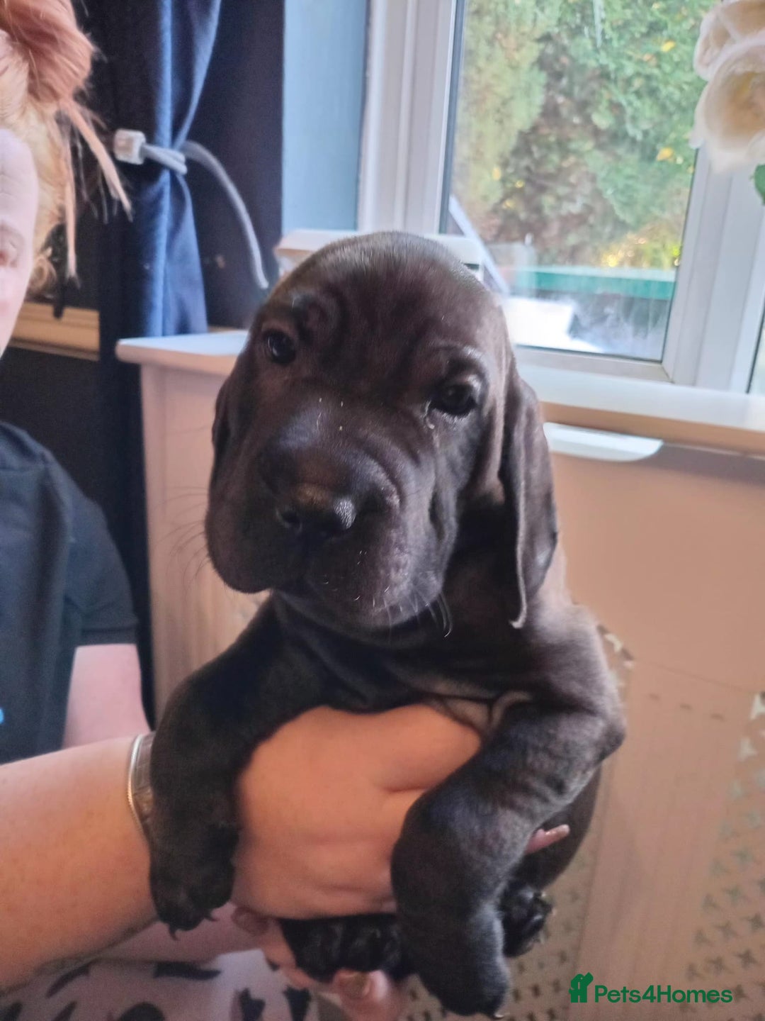 Mixed Breed dogs for sale: Final 2  puppies sharpei x show cocker   - Image 2