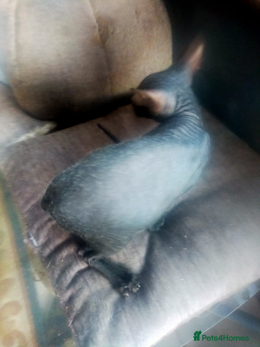 Sphynx cats for sale: FEMALE SPHYNX KITTENS  - Advert 9