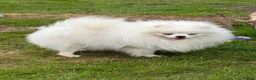 Pomeranian dogs for sale: I am selling my Pomeranian fully KC registered  - Advert 3