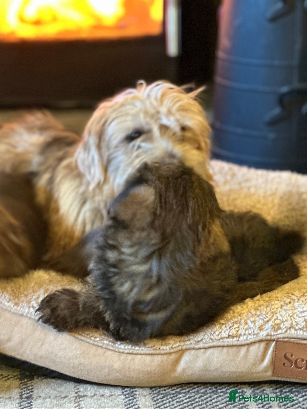Norfolk Terrier dogs for sale: Stunning kc reg norfolk terrier boys  - Advert 21