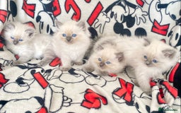 Ragdoll cats for sale: Ragdoll kittens Ready wednesday ❤️ - Image 12