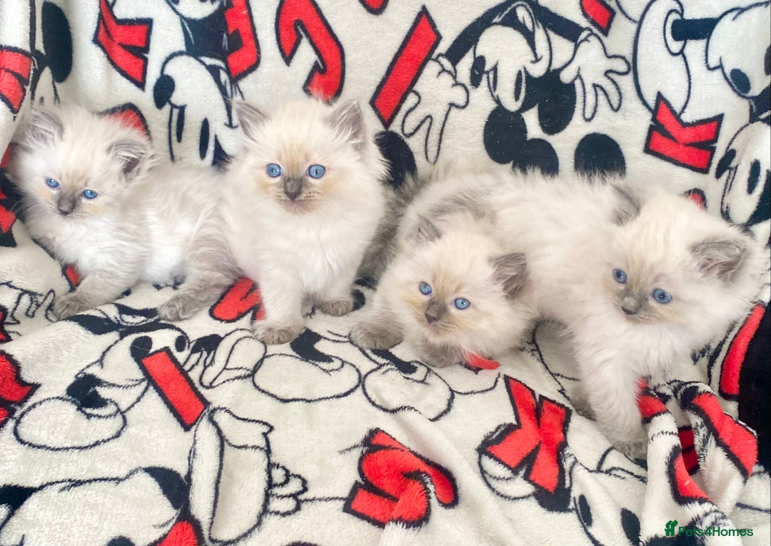 Ragdoll cats for sale: Ragdoll kittens Ready wednesday ❤️ - Image 12