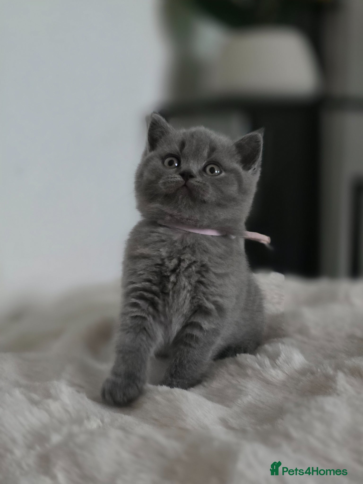 British Shorthair cats British Shorthairs READY TO LEAVE - Advert 4