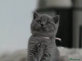 British Shorthair cats British Shorthairs READY TO LEAVE - Advert 4