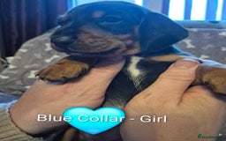 Dachshund dogs for sale: Standard Dachshund Puppies - Advert 30