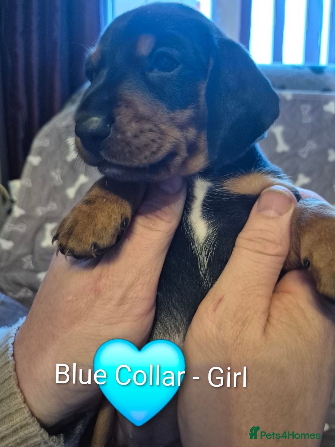 Dachshund dogs for sale: Standard Dachshund Puppies - Advert 30