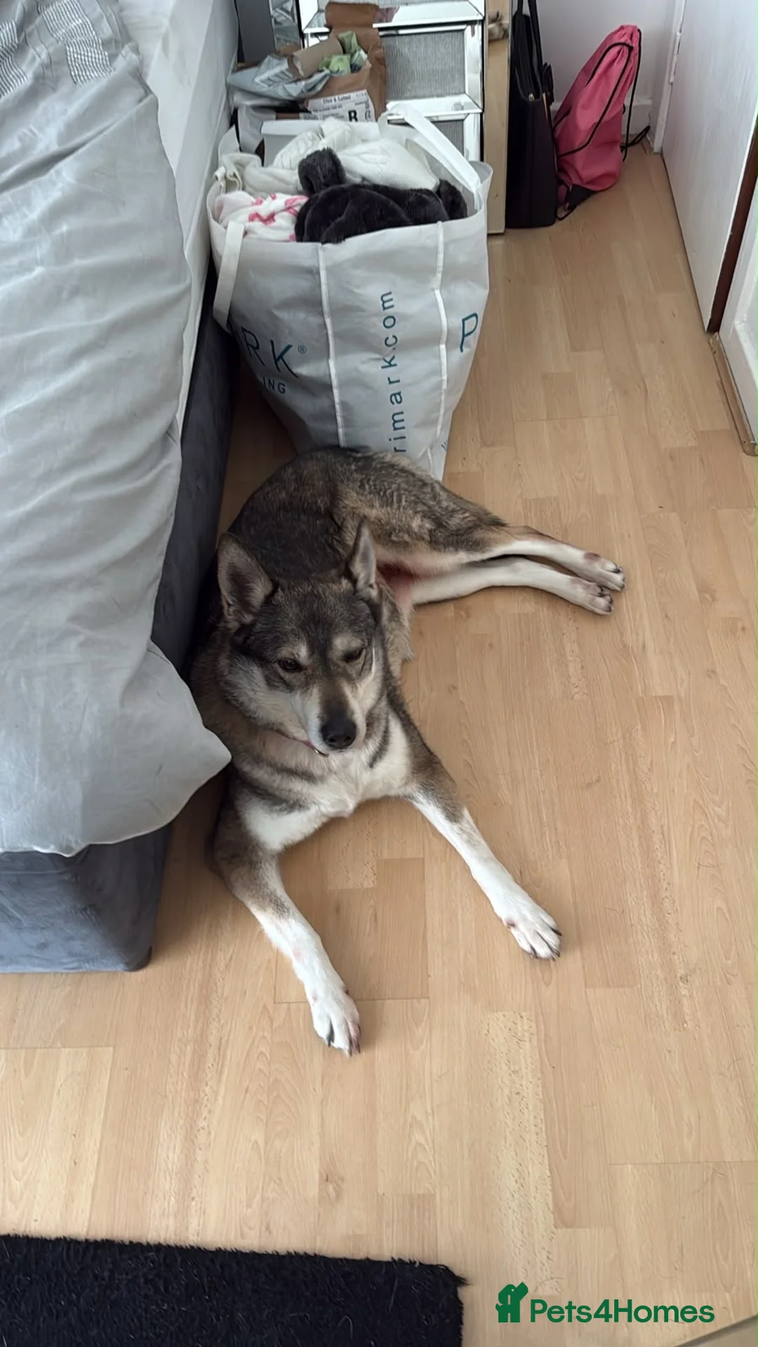 Siberian Husky dogs for sale: Husky  - Advert 1