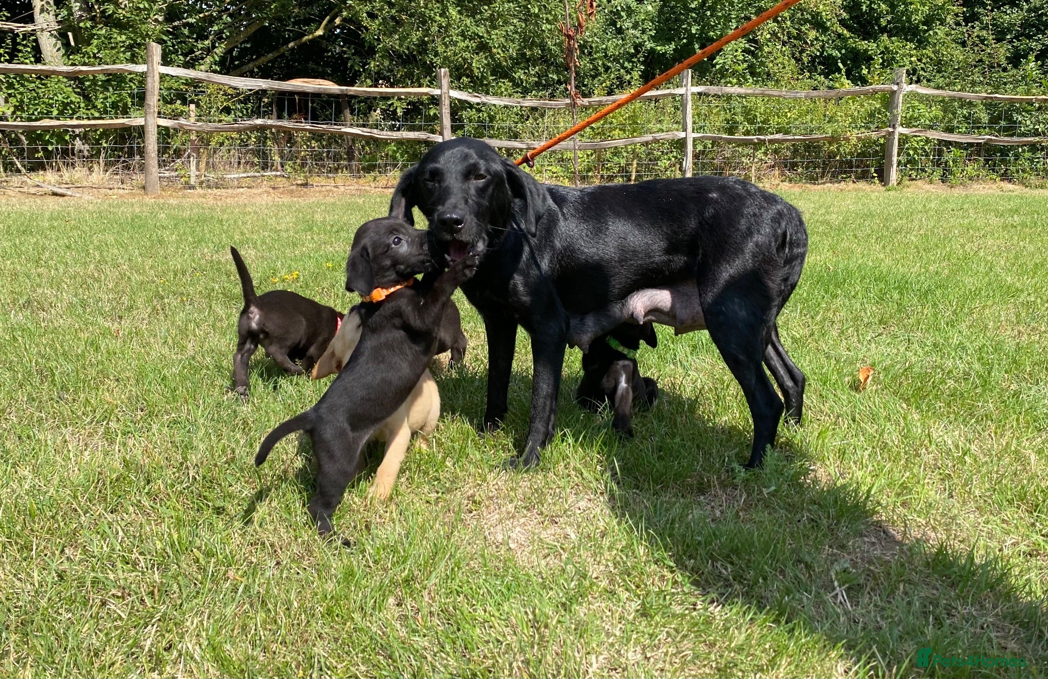 Labrador Retriever dogs Labrador puppies - Advert 1