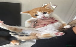 Mixed Breed cats for sale: Adorable fluffy friendly kittens for sale - Image 16