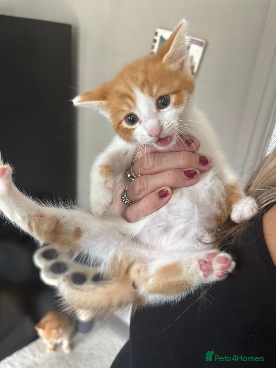 Mixed Breed cats for sale: Adorable fluffy friendly kittens for sale - Image 16