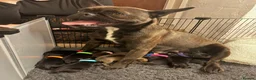 Mixed Breed dogs for sale: Frenchie Cross puppies - Advert 5