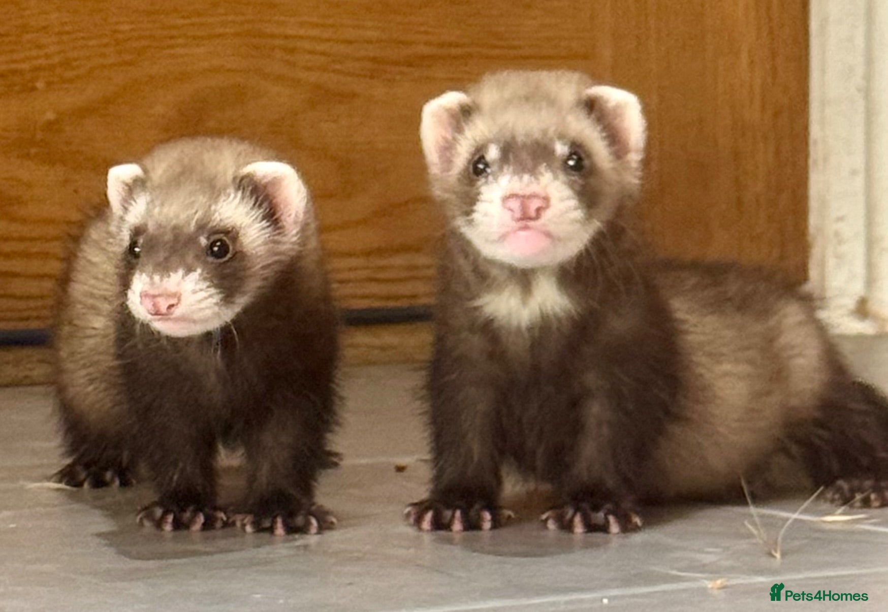 Ferret rodents Last baby ferret left - lovely little hob - Advert 1
