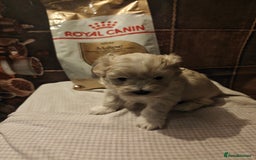 Mixed Breed dogs for sale: Bichon  - Image 1