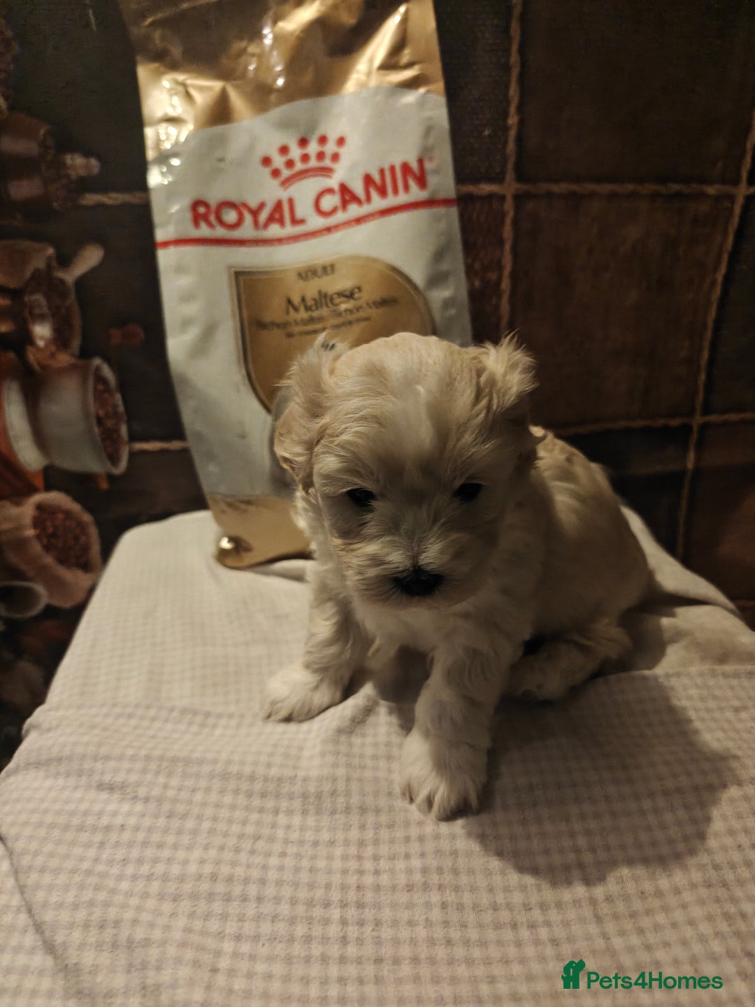 Mixed Breed dogs for sale: Bichon  - Image 1