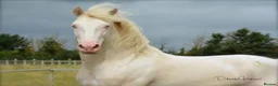 PRE horses for sale: Beautiful 4 year old Buckskin Pre Fusion - Advert 7