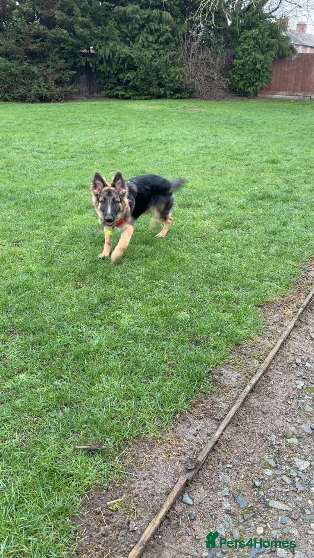 German Shepherd dogs for sale: Female German shepherd  in Rushden - Advert 1