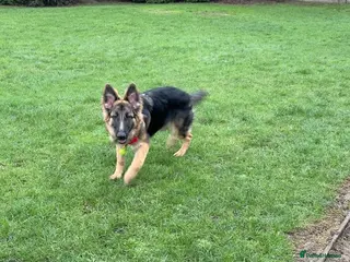 German Shepherd dogs Female German shepherd - Advert 3