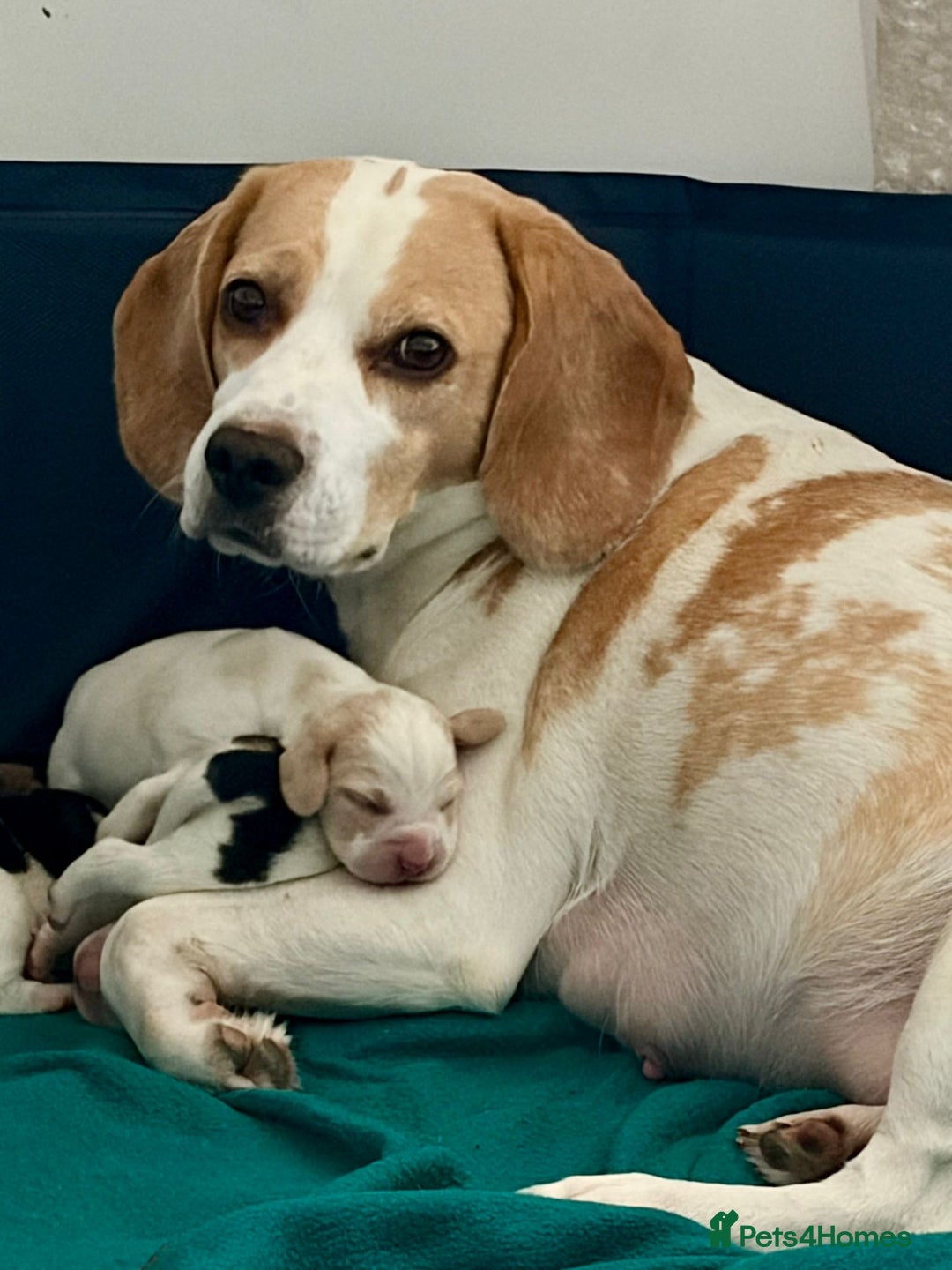 Beagle dogs for sale: Adorable Puppies - Advert 1