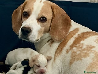 Beagle dogs Adorable Puppies - Advert 1