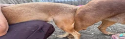 Labrador Retriever dogs for stud: Handsome Fox Red Labrador. KC registered - Advert 10