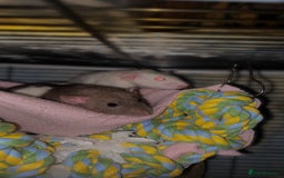 Rat rodents for sale: 3 Female Rats - Image 5