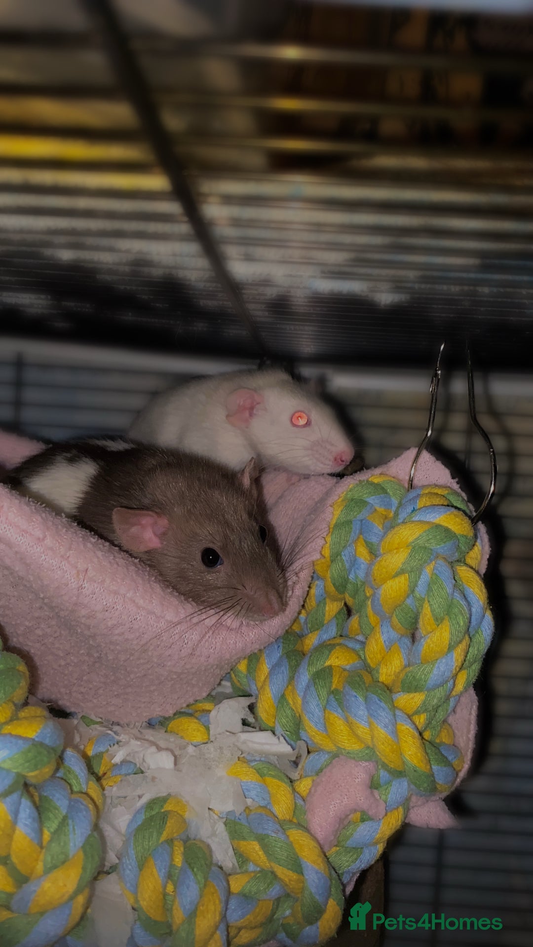 Rat rodents for sale: 3 Female Rats - Image 5