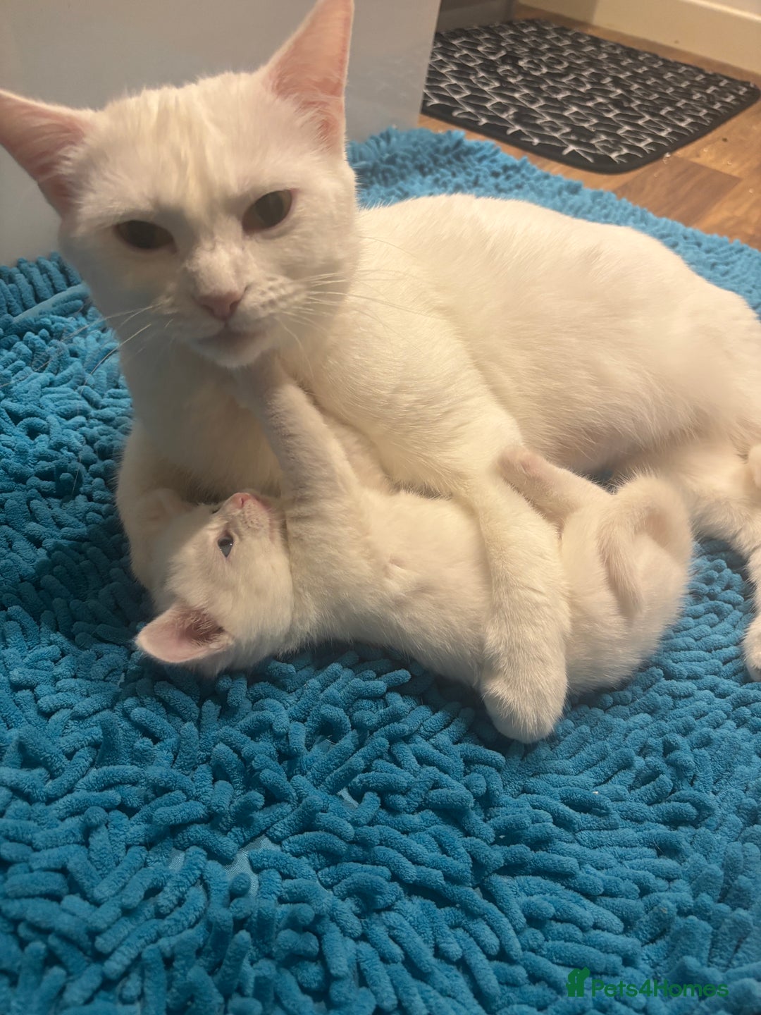 Turkish Angora cats for sale: ✨Adorable white kittens✨ - Image 10