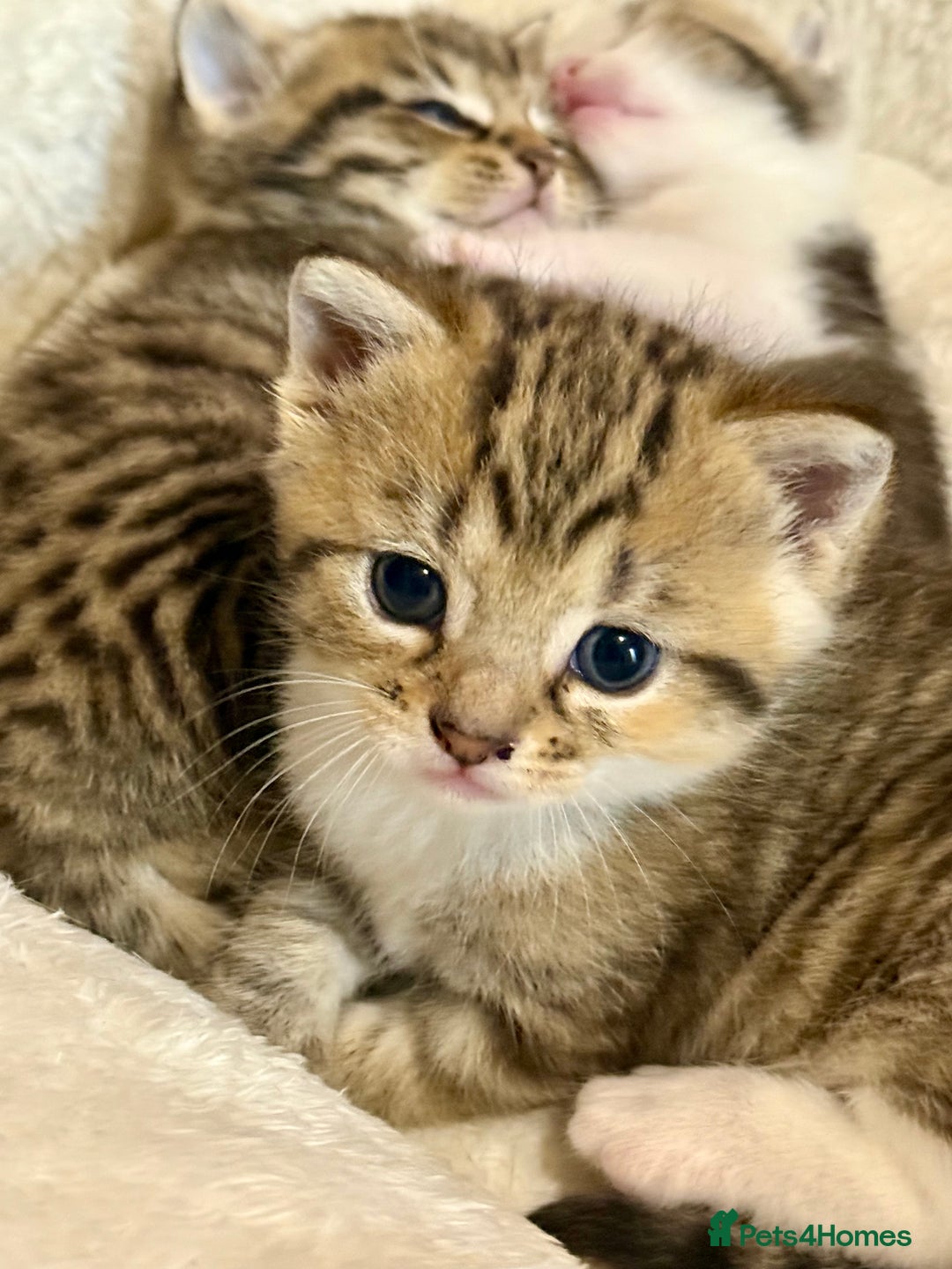 British Shorthair cats for sale: Bella’s Kittens  - Image 2