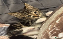 Mixed Breed cats for sale: Adorable kitten bsh mixed Bengal  - Image 5