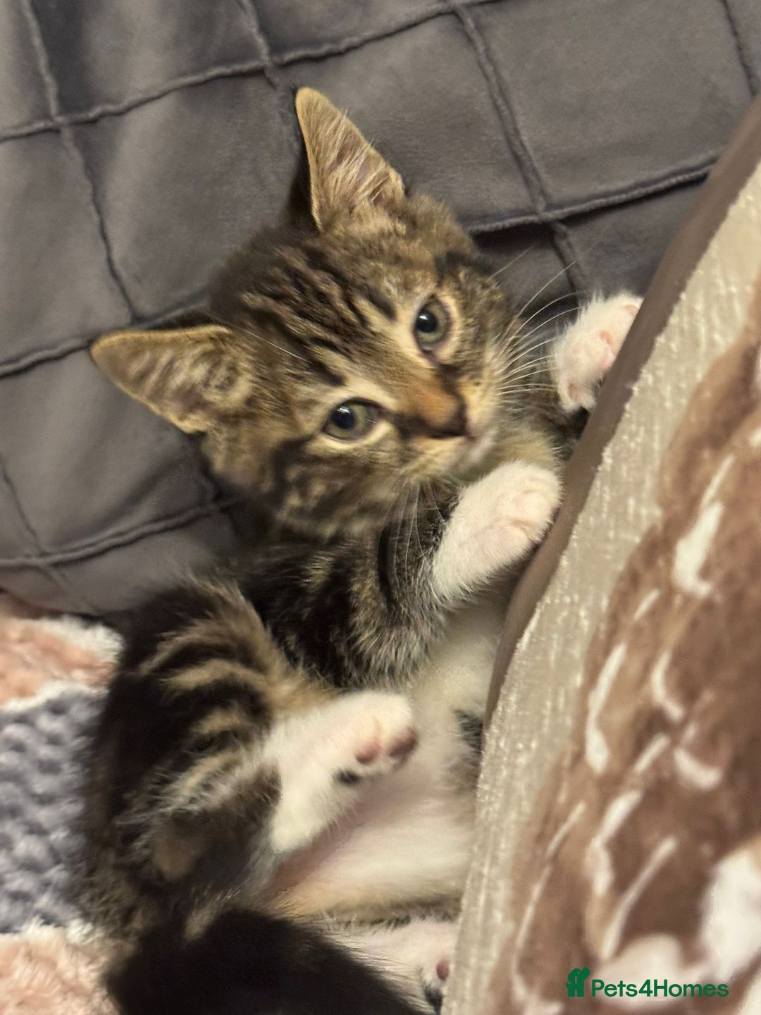 Mixed Breed cats for sale: Adorable kitten bsh mixed Bengal  - Image 5