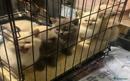 Ragdoll cats for sale: Ragdoll x British shorthair  - Image 3