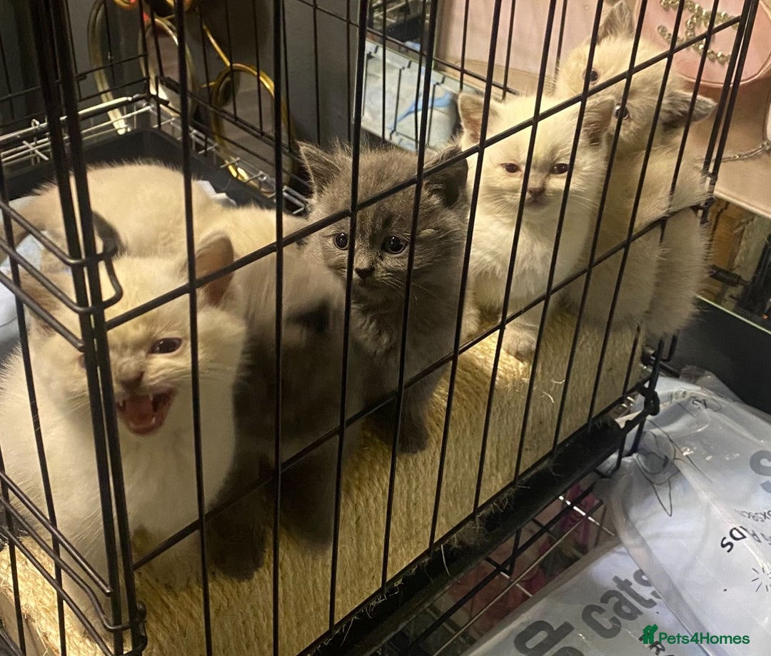 Ragdoll cats for sale: Ragdoll x British shorthair  - Image 3