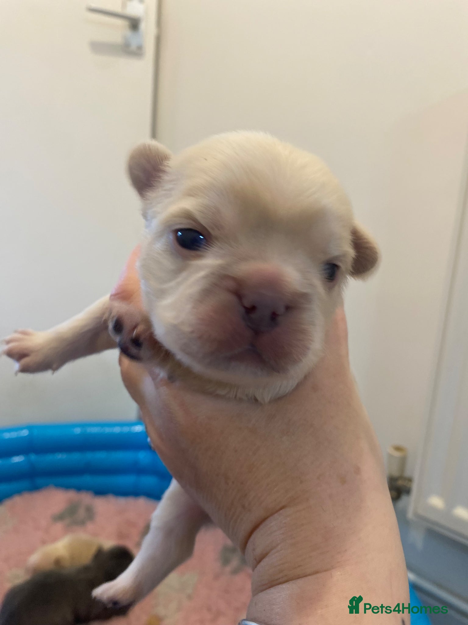 French Bulldog dogs for sale: Beautiful Mixed colours Fluffy Frenchie Pups - Advert 8