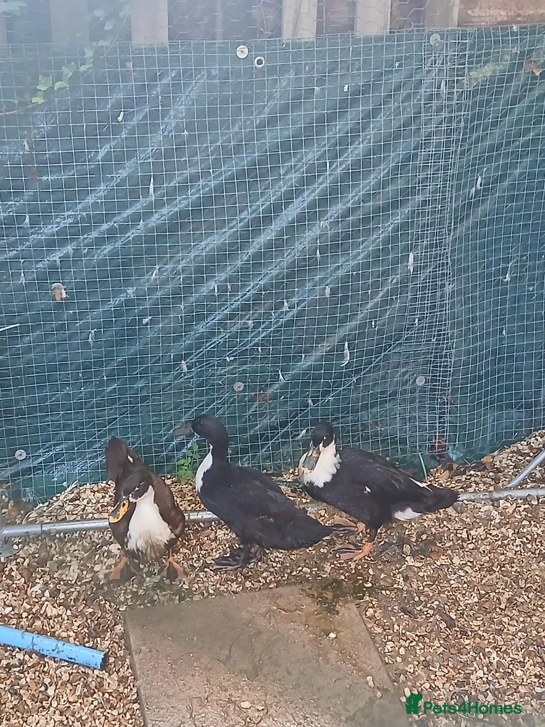 Ducks poultry for sale: 3 x Female magpie Ducks  in Reading - Advert 1