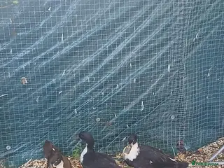 Ducks poultry 3 x Female magpie Ducks - Advert 1