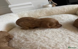 Cavapoo dogs for sale: Beautiful F1B Cavapoo puppies - Advert 9