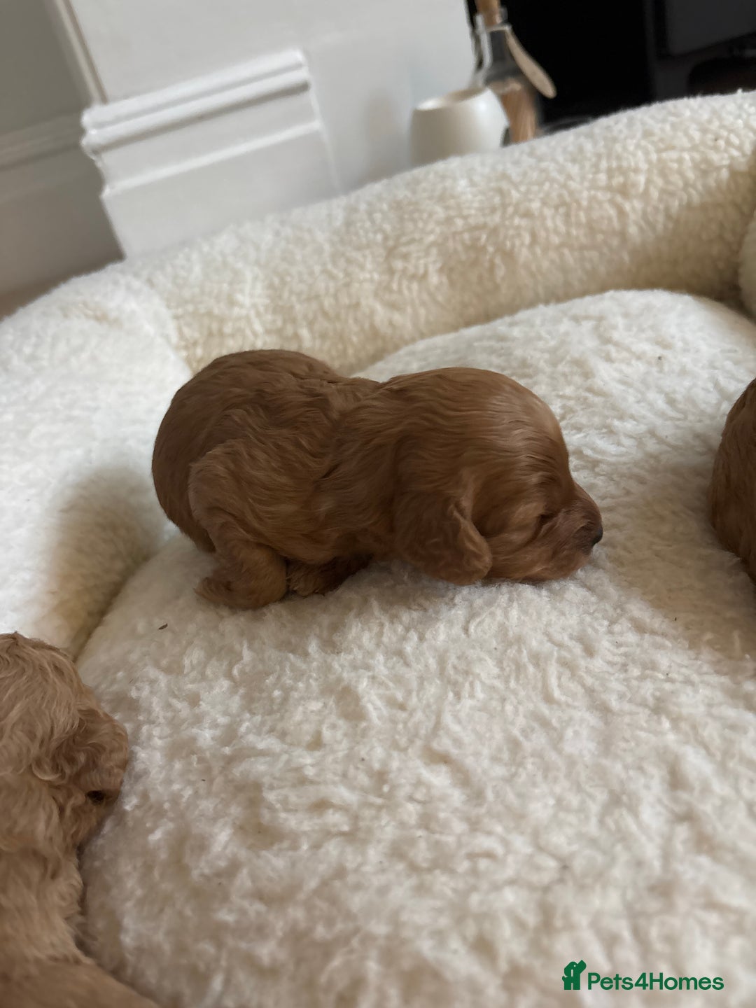 Cavapoo dogs for sale: Beautiful F1B Cavapoo puppies - Advert 9