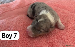 Border Collie dogs for sale: 10 border collies for sale  - Image 20