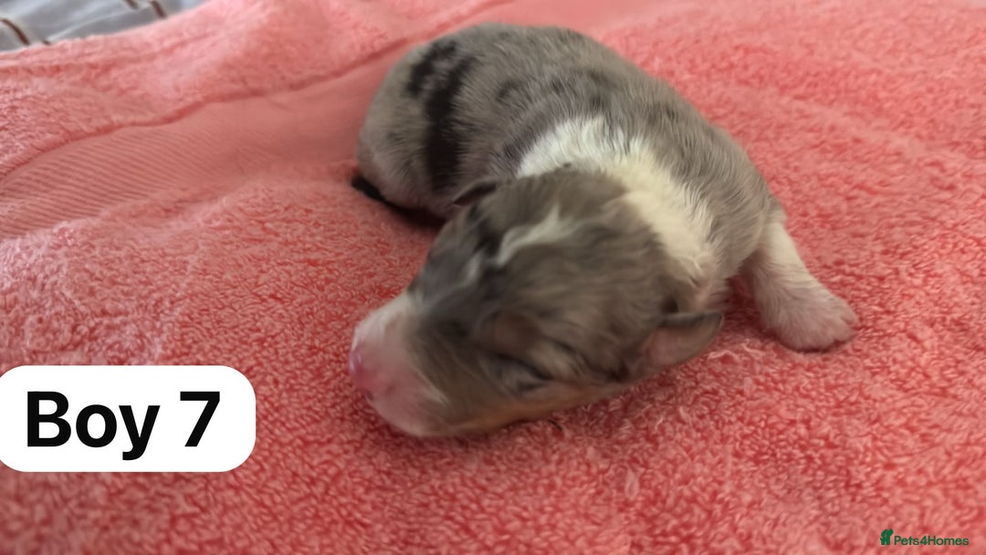 Border Collie dogs for sale: 10 border collies for sale  - Image 20