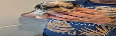 Cockapoo 7