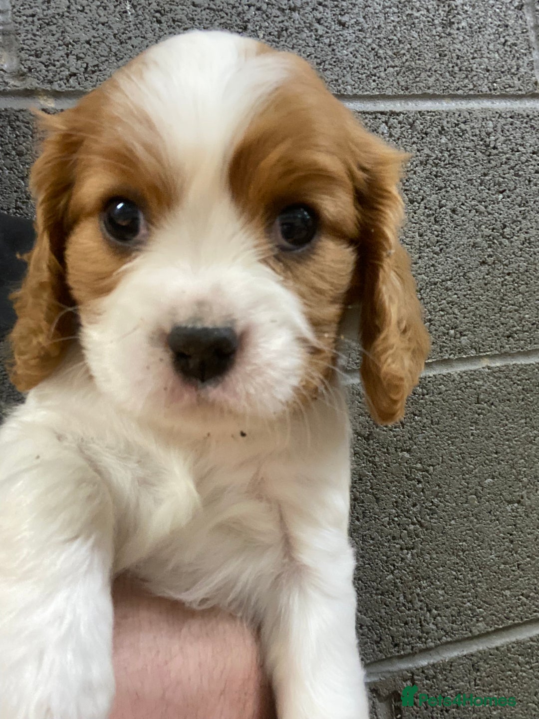 Cavalier King Charles Spaniel dogs for sale: 🐶🐶 Beautiful Cavalier King Charles Spaniel pupps - Advert 18