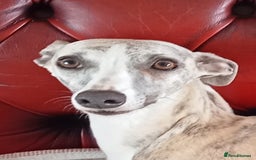 Whippet dogs for sale: Stunning whippet pups - Image 5