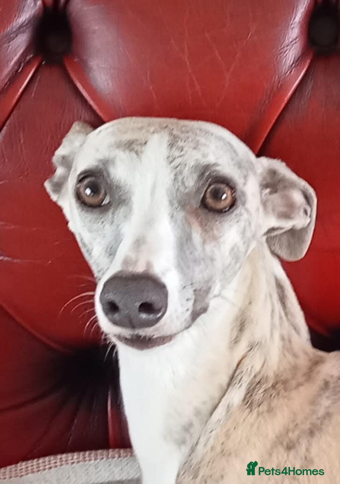 Whippet dogs for sale: Stunning whippet pups - Image 5