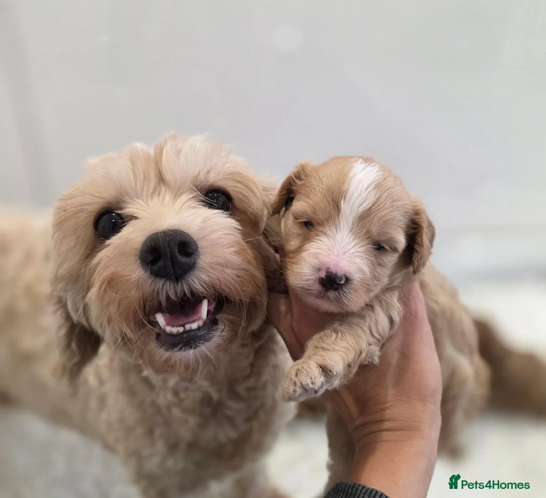 Cavapoo dogs for sale: Beautiful f1b cavapoo babies - Advert 1