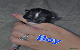 Savannah cats for sale: 🐾Savannah X Domestic Shorthair Cubs - Image 7