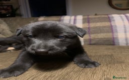 Mixed Breed dogs for sale: Labrador x German Shepard puppies - Image 20