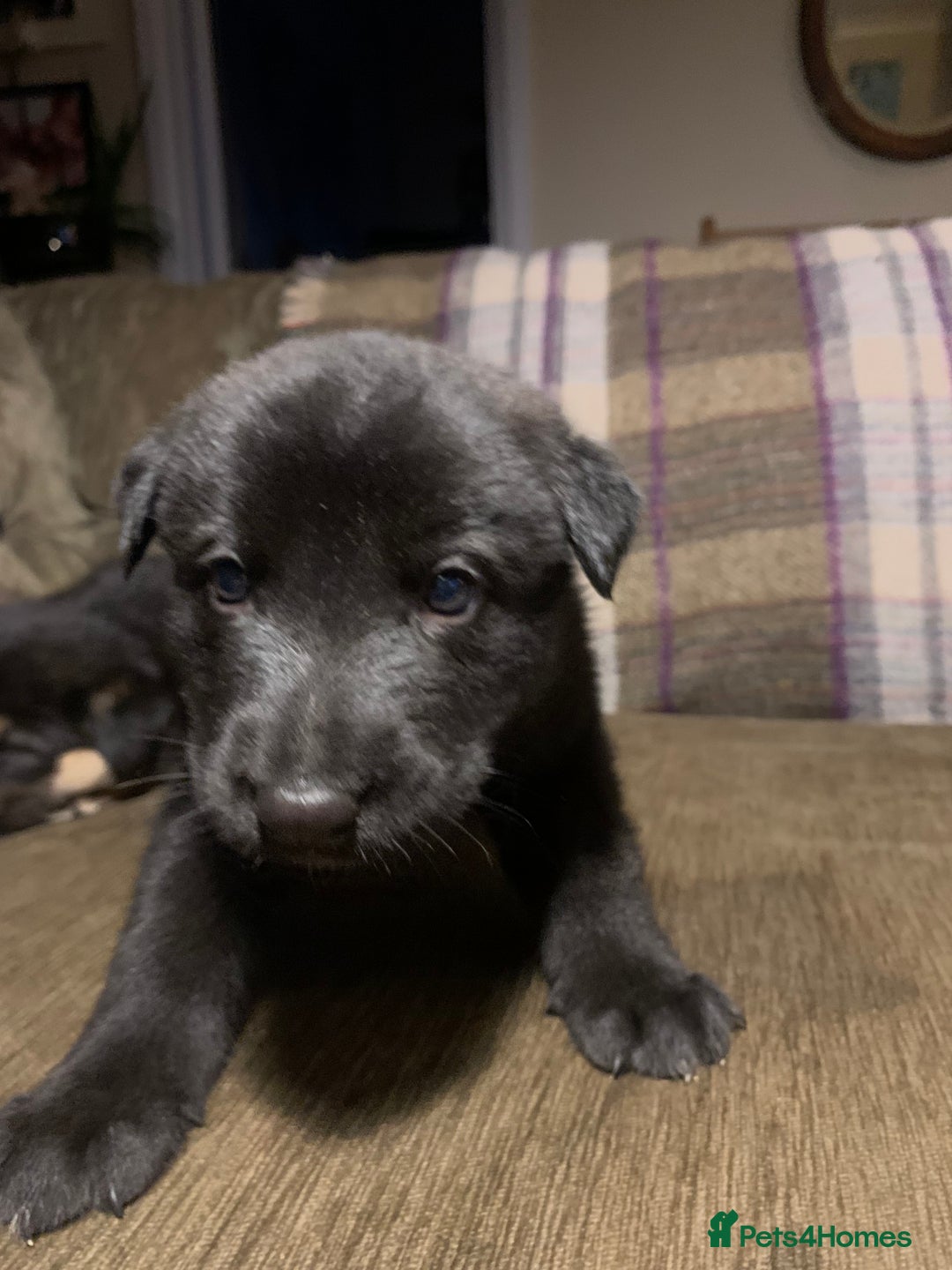 Mixed Breed dogs for sale: Labrador x German Shepard puppies - Image 20