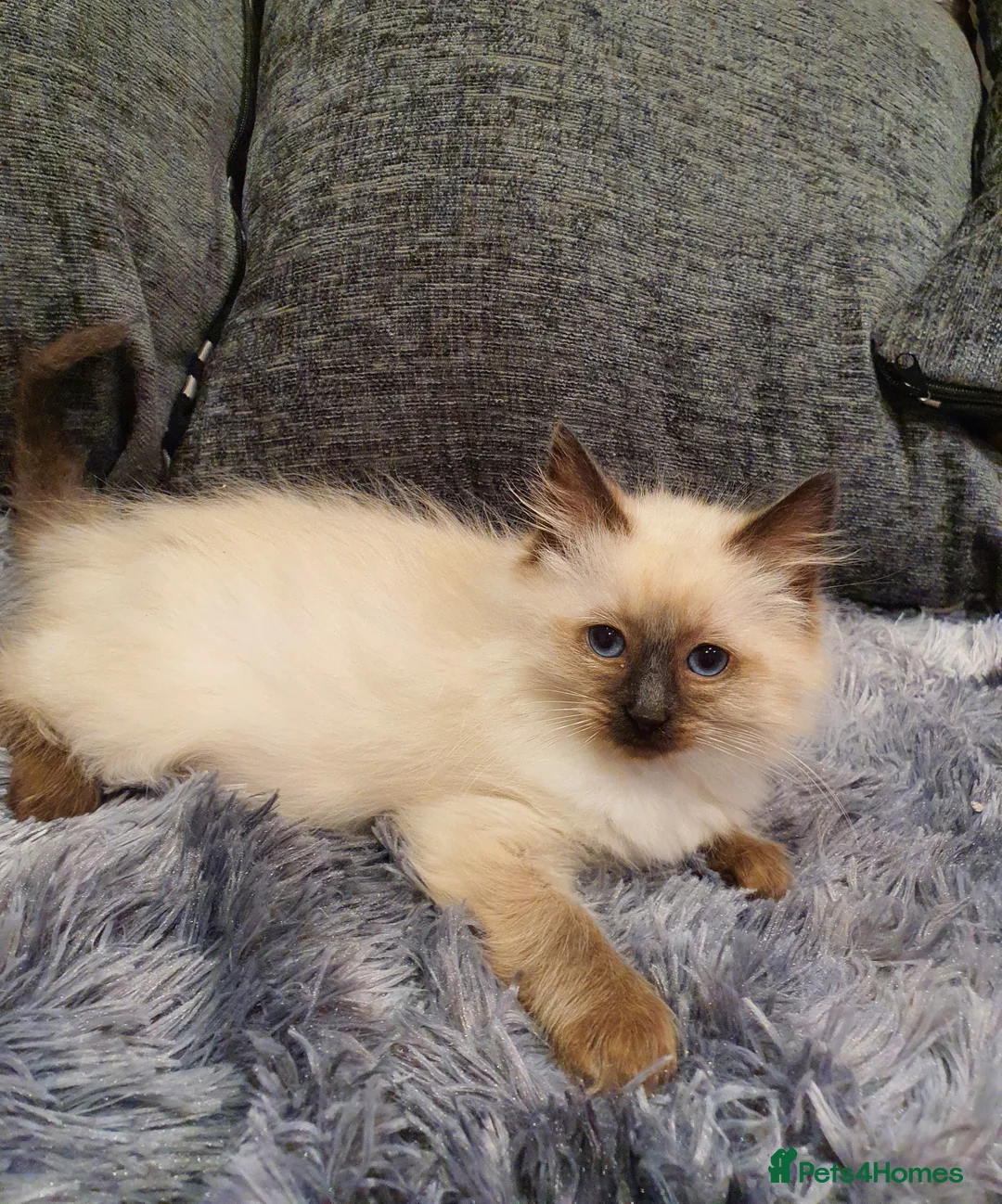 Ragdoll cats for sale: 💖Beautiful GCCF Registered Ragdoll Kittens💖 - Advert 24