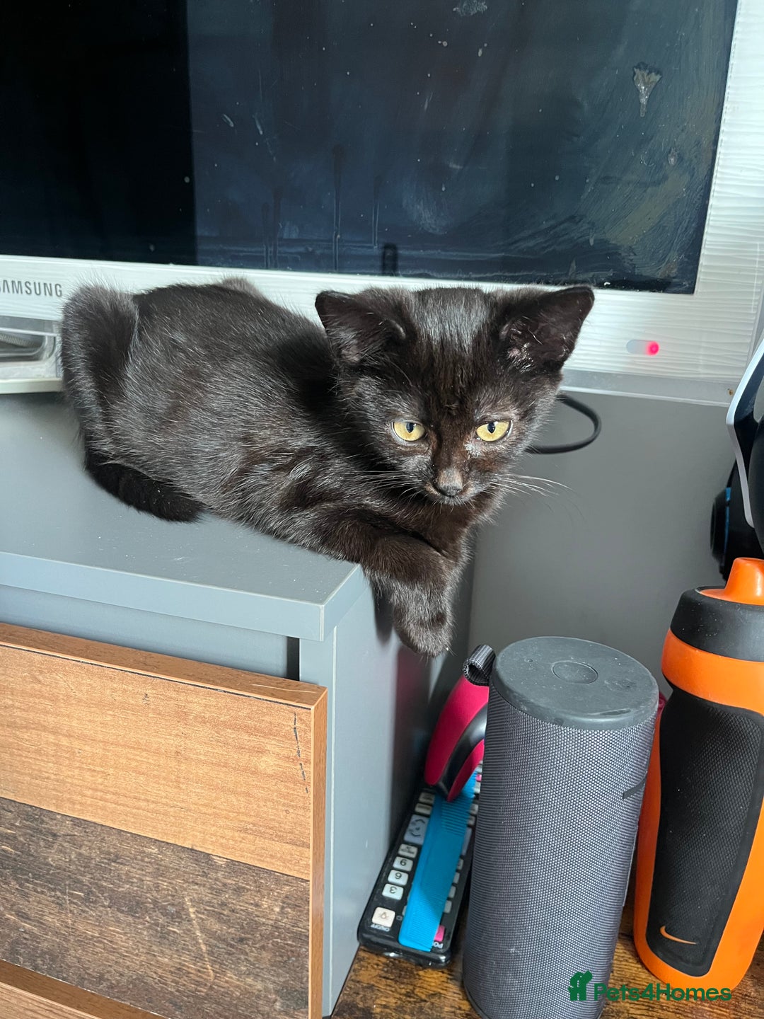 Mixed Breed cats for sale: 16 week old rescue kitten (male) - Image 7