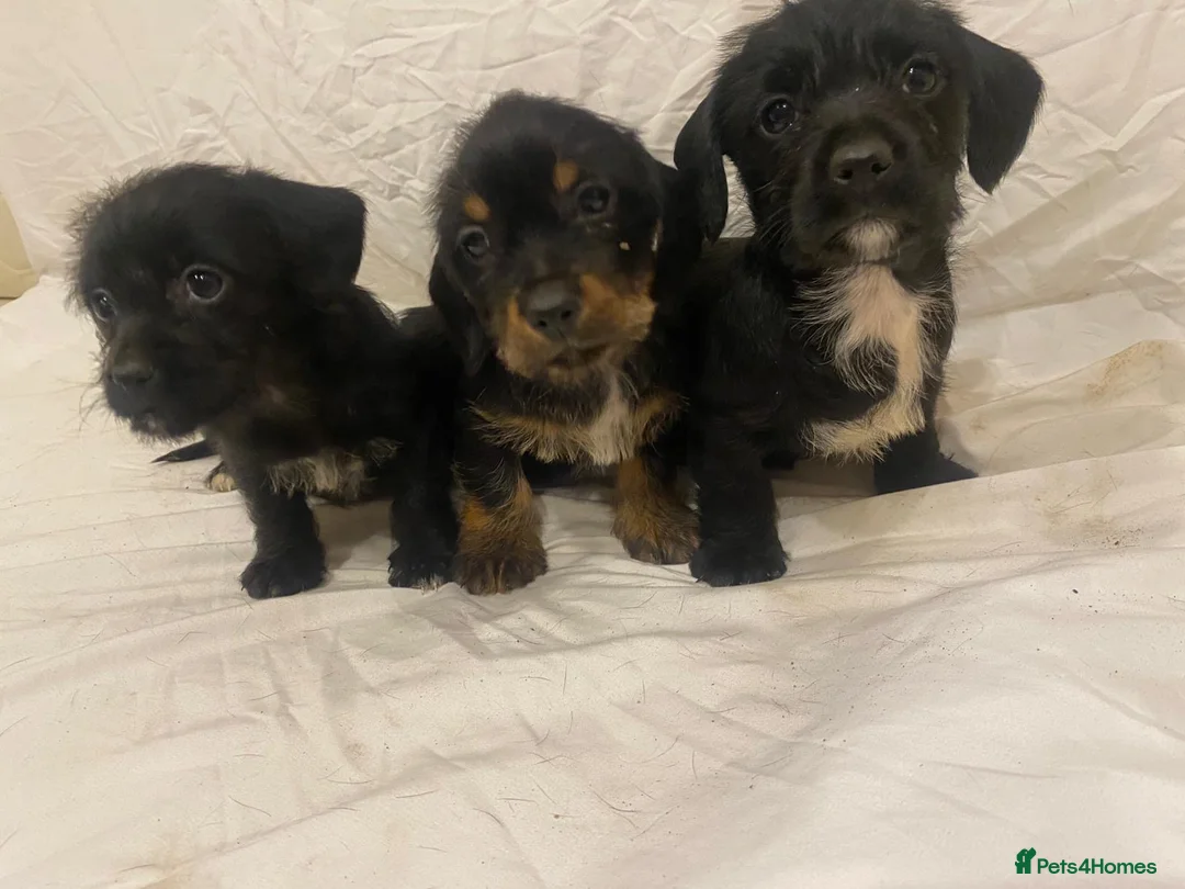 Mixed Breed dogs for sale: Beautiful dachshund/shih Tzu puppy’s  in Doncaster - Advert 1